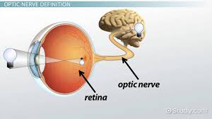 optic nerve damage causes symptoms treatment