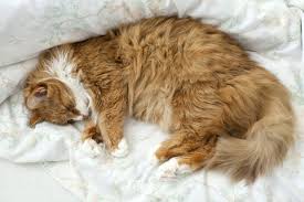 How Much Should My Senior Cat Sleep? | BeChewy