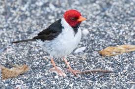 We did not find results for: Yellow Billed Cardinal Birdfinding Info