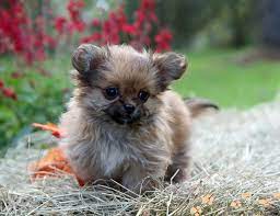 Find yours on our site today! Mi Ki Puppies For Sale Toy Breed Puppy Nursery In Florida Puppies Miki Dog Puppy Breeds