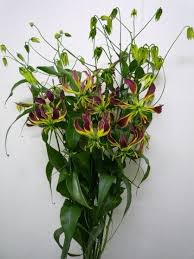 Image result for Gloriosa