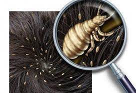 Pin On Ayurveda