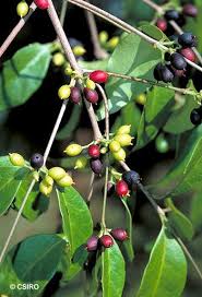 Image result for Dictyophleba