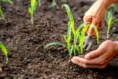 You may choose to fertilize at planting time; How Much Water Does Corn Need Top Tips