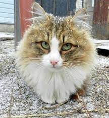 sibirskie koty ally lebedevoj gato siberiano gatos filhotes de gatos