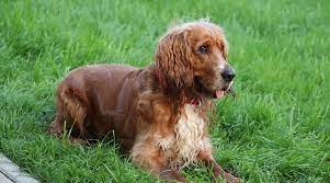 Golden Retriever Cocker Spaniel Mix Golden Cocker Retriever 101
