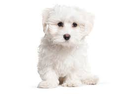 We provide the new owners with patrick raises quality maltese puppies! 1 Maltese Puppies For Sale By Uptown Puppies