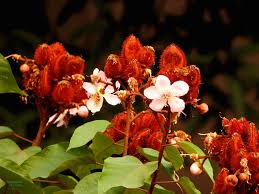 Image result for Bixaceae