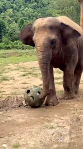 Die junge WAN Mai bei unserer Partnerin @lek_chailert in Thailand 🐘🐘 Werdet Teil ihrer Geschichte und unterstützt die Kleine mit einer #patenschaftfürtiere Mehr auf unserer Webseite ❤️ #elefanten #futureforelephants #ethicaltourism #elephantrescue ...