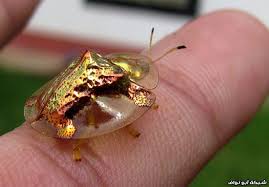 صور الخنفساء الذهبية الذبابة طويلة الذيل شبكة أبو نواف Tortoise Beetle Beetle Tortoise