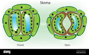 Image result for Stomatostemma