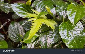 Image result for Piper capense