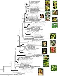 Image result for Dielsiothamnus divaricatus