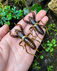 Image result for Disperis katangensis