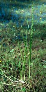 Image result for Elytrophorus spicatus