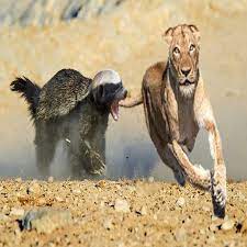 Aggressive Honey Badger Attacks Lion To Protect Cub - Honey Badger Vs Lion,  Wild dog, Hyena | Aggressive Honey Badger Attacks Lion To Protect Cub -  Honey Badger Vs Lion, Wild dog,