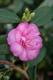 Camellia Paradise Hilda Sasanqua A Characterful Variety Bred In Australia Small Double Flowers Bo Beautiful Pink Flowers Blossom Garden Beautiful Flowers