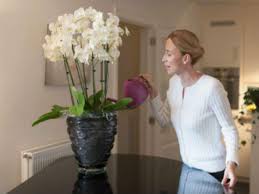 We did not find results for: Beginners Guide To Growing Orchids At Home Times Of India