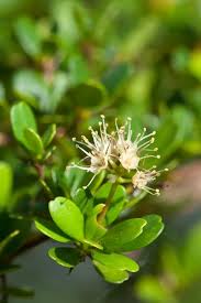 Image result for Terminalia boivinii