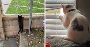 30 Photos Of Pets Being The Only Nosey Neighbors You Can T Be Annoyed At Bored Panda