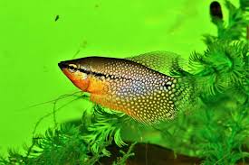 The water level should be reduced to 8 inches during spawning, and the temperature should be. Pearl Gourami Complete Guide Tank Mates Size Care And Diet Fishkeeping World