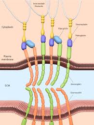Cells are organized to form tissues, and tissues are organised to form organs. What Are Cell Cell Adhesions Mbinfo