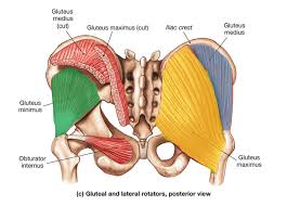 The muscular system is an organ system consisting of skeletal, smooth and cardiac muscles. Butt Muscles