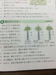 なぜエタノールで葉緑体は脱色されるのですか クロロフィルは おおざっぱ Yahoo 知恵袋