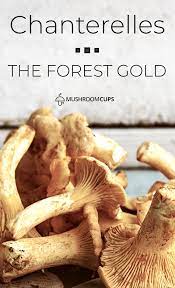 The Forest Gold Stuffed Mushrooms Mushroom Benefits Mushroom Nutrition Facts