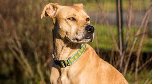 Tan and white pitbull lab mix puppy. Pitbull Labrador Retriever Mix Aka Labrabull Or Pitador Breed Info