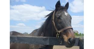 Victor Cooley, Oldest Queen's Plate Winner, Passes at 29