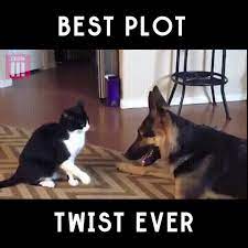 Boop Https Ift Tt 2qi4xkt Cute Animals Cute Funny Animals Funny Animals