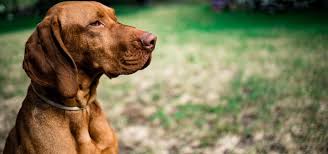 All that needs done is to press on the button as soon as an approaching dog is seen. Should I Keep My Dog Outside During The Summer The Daily Bark