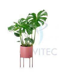 Monstera is a genus of 45 species of flowering plants in the arum family, araceae, native to tropical regions of the americas. Monstera Deliciosa