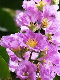 Maybe you would like to learn more about one of these? Lagerstroemia Speciosa Flos Reginae Tree 20 100 500 Seeds Etsy Lagerstroemia Myrtle Tree Crepe Myrtle Trees