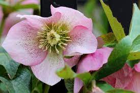 Perennial flowers that start with h. List Of Flower Names H