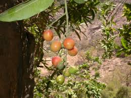 Image result for Lepisanthes senegalensis