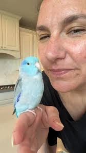 I'm trying to teach him “Big baby bird” but all I get is a tiny “Big baby  bird” or a big “baby bird” 😂 #talon #parrotlet #bird #baby #babybird