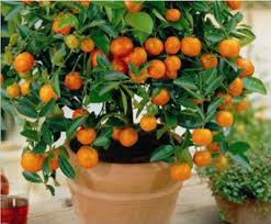 Adapun beberapa jenis jeruk yang dikenal diantaranya jeruk manis, jeruk bali, jeruk lemon, jeruk nipis, jeruk keprok, jeruk purut, dan jeruk siam. Tanaman Buah Dalam Pot