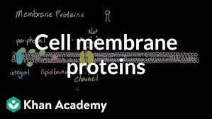Detergents Applications In Membrane Proteins Research - Cusabio