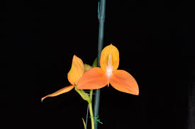 Image result for Disa woodii