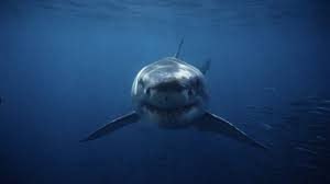 When is shark week this year 2021. Shark Week 2021 15 Docos To Sink Your Teeth Into