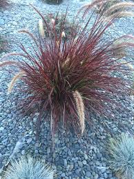 Image result for Cenchrus geniculatus