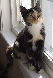 Adopt Shelby On Petfinder Cute Baby Cats Cat Adoption Beautiful Cats