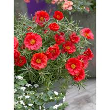 Portulak Roschen Topf O Ca 11 Cm Portulaca Kaufen Bei Obi