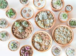 Learn how to propagate these plants know the plants' structures and how they grow. How To Care For A Split Rock Succulent Pleiospilos Nelii
