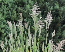 Image result for Holcus