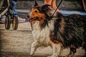 De Toegewijde Schotse Herdershond Staffordshirebullterrierpedigrees Nl