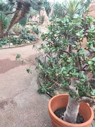 They are also common on my street in westchester, but i only have small ones now, and they seem to grow rather slowly. Jade Plants Types Care And Propagation Dengarden