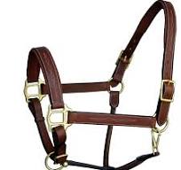 Water Repellent Horse Gear Dura-Tech Padded Halter And ...